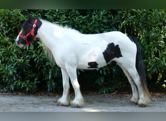 Tinkerhäst, Sto, 7 år, 136 cm, Pinto