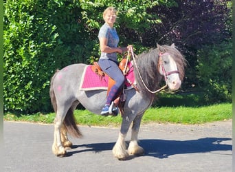 Tinkerhäst, Sto, 7 år, 139 cm, Black