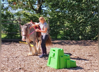 Tinkerhäst, Sto, 7 år, 139 cm, Black