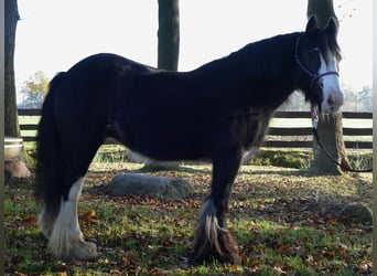 Tinkerhäst, Sto, 7 år, 142 cm, Svart