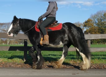 Tinkerhäst, Sto, 7 år, 142 cm, Svart