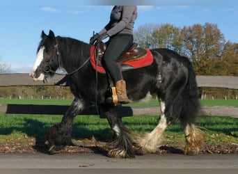 Tinkerhäst, Sto, 7 år, 142 cm, Svart