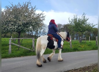 Tinkerhäst, Sto, 7 år, 145 cm, Pinto