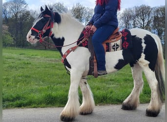 Tinkerhäst, Sto, 7 år, 145 cm, Pinto