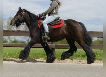 Tinkerhäst, Sto, 7 år, 146 cm, Rökfärgad svart