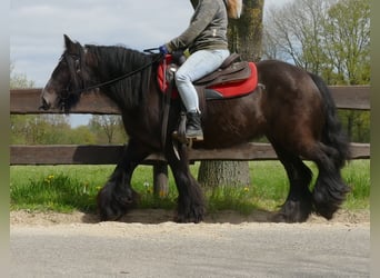 Tinkerhäst, Sto, 7 år, 146 cm, Rökfärgad svart