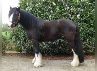 Tinkerhäst, Sto, 7 år, 147 cm, Svart