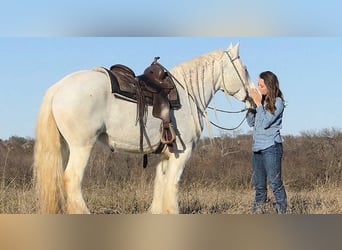 Tinkerhäst, Sto, 7 år, 152 cm, Grå