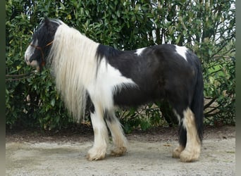 Tinkerhäst, Sto, 8 år, 129 cm, Pinto