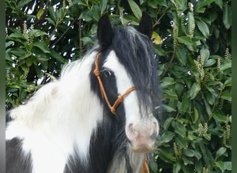 Tinkerhäst, Sto, 8 år, 129 cm, Pinto
