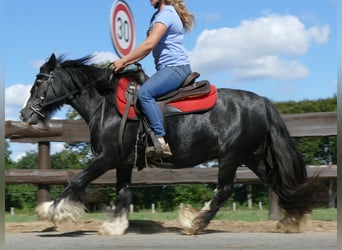 Tinkerhäst, Sto, 8 år, 129 cm, Svart