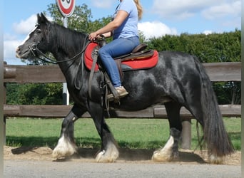 Tinkerhäst, Sto, 8 år, 129 cm, Svart