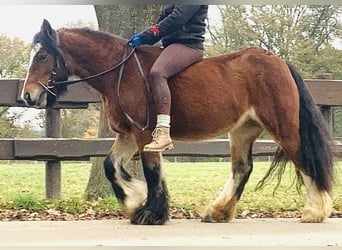 Tinkerhäst, Sto, 8 år, 130 cm, Brun