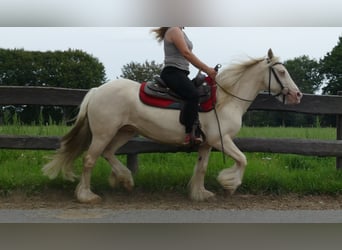 Tinkerhäst, Sto, 8 år, 137 cm, Palomino
