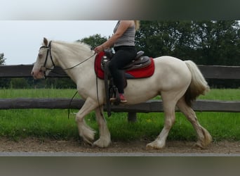 Tinkerhäst, Sto, 8 år, 137 cm, Palomino