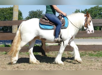 Tinkerhäst, Sto, 8 år, 137 cm, Pinto