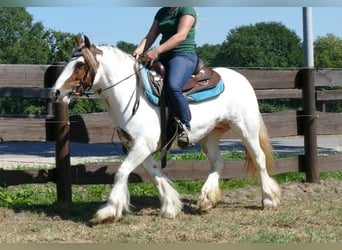 Tinkerhäst, Sto, 8 år, 137 cm, Pinto
