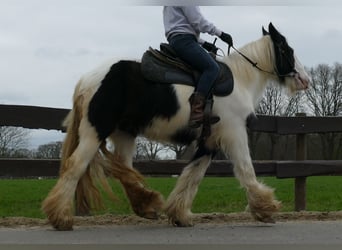 Tinkerhäst, Sto, 8 år, 140 cm, Pinto