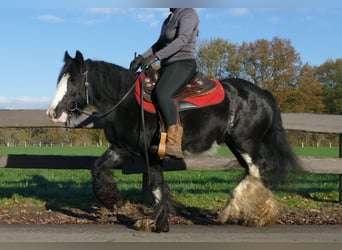 Tinkerhäst, Sto, 8 år, 142 cm, Svart