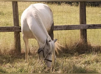 Tinkerhäst, Sto, 8 år, 155 cm, Grå