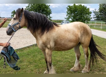 Tinkerhäst, Sto, 8 år, 155 cm, Gulbrun