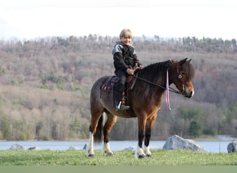 Tinkerhäst Blandning, Sto, 9 år, 122 cm