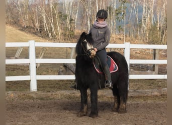Tinkerhäst, Sto, 9 år, 126 cm, Svart