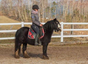 Tinkerhäst, Sto, 9 år, 126 cm, Svart