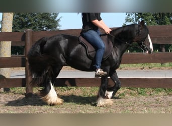 Tinkerhäst, Sto, 9 år, 133 cm, Svart