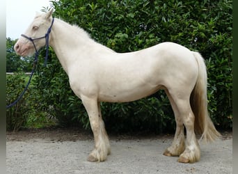 Tinkerhäst, Sto, 9 år, 137 cm, Palomino