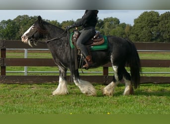 Tinkerhäst, Sto, 9 år, 140 cm, Svart