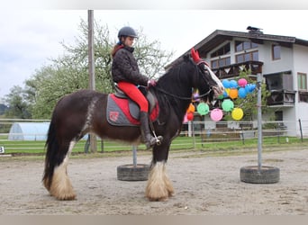 Tinkerhäst, Sto, 9 år, 143 cm, Sabino