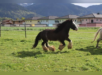 Tinkerhäst, Sto, 9 år, 143 cm, Sabino