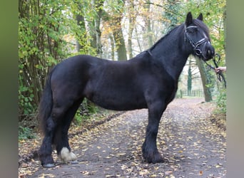 Tinkerhäst, Sto, 9 år, 143 cm, Svart