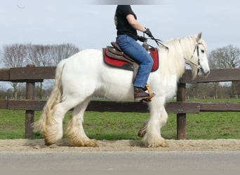 Tinkerhäst, Sto, 9 år, 149 cm, Grå