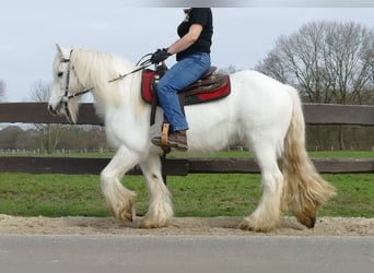 Tinkerhäst, Sto, 9 år, 149 cm, Grå