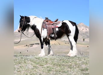 Tinkerhäst, Sto, 9 år, 150 cm, Brun