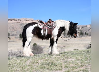 Tinkerhäst, Sto, 9 år, 150 cm, Brun