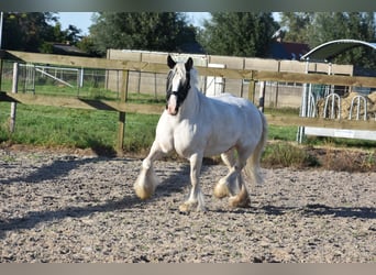 Tinkerhäst, Sto, 9 år, 150 cm, Pinto