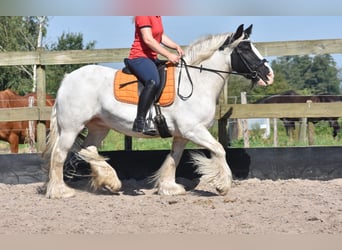 Tinkerhäst, Sto, 9 år, 150 cm, Pinto