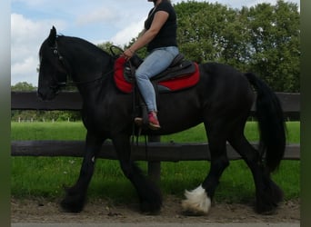 Tinkerhäst, Sto, 9 år, 150 cm, Svart