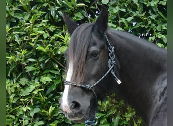Tinkerhäst, Sto, 9 år, 150 cm, Svart