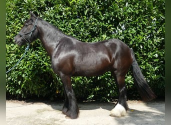 Tinkerhäst, Sto, 9 år, 150 cm, Svart