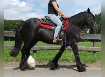 Tinkerhäst, Sto, 9 år, 150 cm, Svart