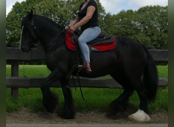 Tinkerhäst, Sto, 9 år, 150 cm, Svart