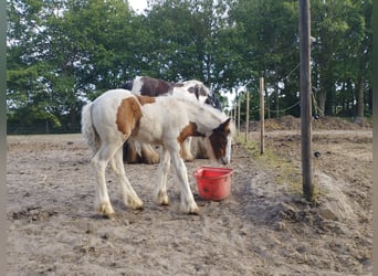 Tinkerhäst, Sto, Föl (04/2023), 150 cm, Pinto