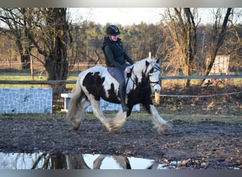 Tinkerhäst, Valack, 10 år, 134 cm, Pinto