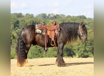 Tinkerhäst, Valack, 10 år, 135 cm, Svart