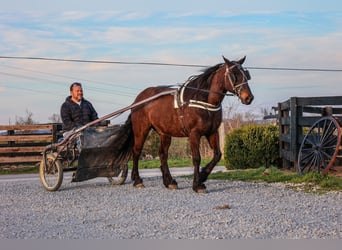 Tinkerhäst, Valack, 10 år, 152 cm, Brun
