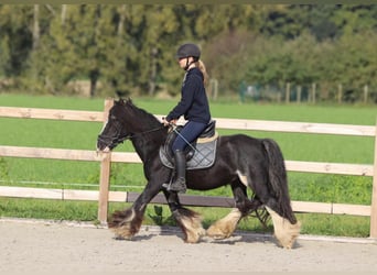 Tinkerhäst, Valack, 11 år, 126 cm, Svart